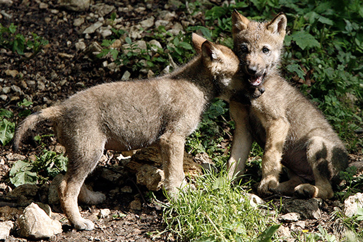Два волчонка играют