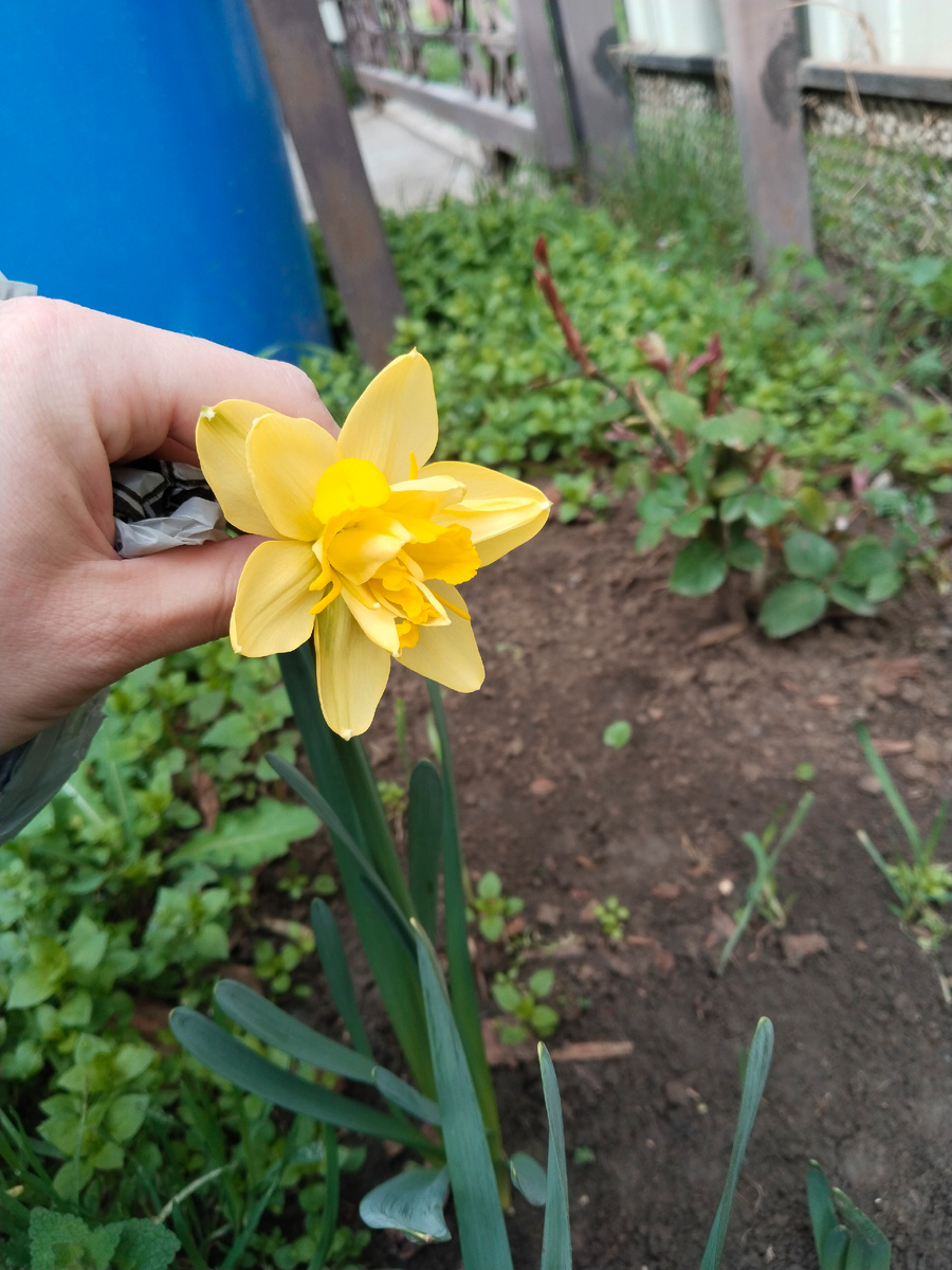 Вот такой нарцисс сегодня расцвёл один из первых