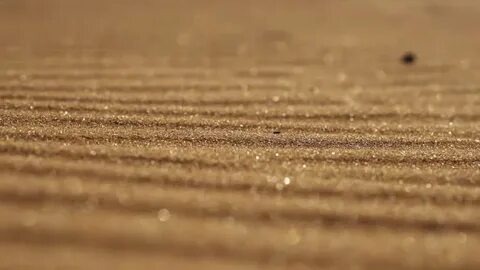 Грунт — не статичная масса: в его порах и на поверхности частиц обитают миллиарды микроорганизмов