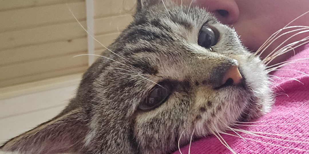 Кот. Помогите. Помогите спасти жизнь.