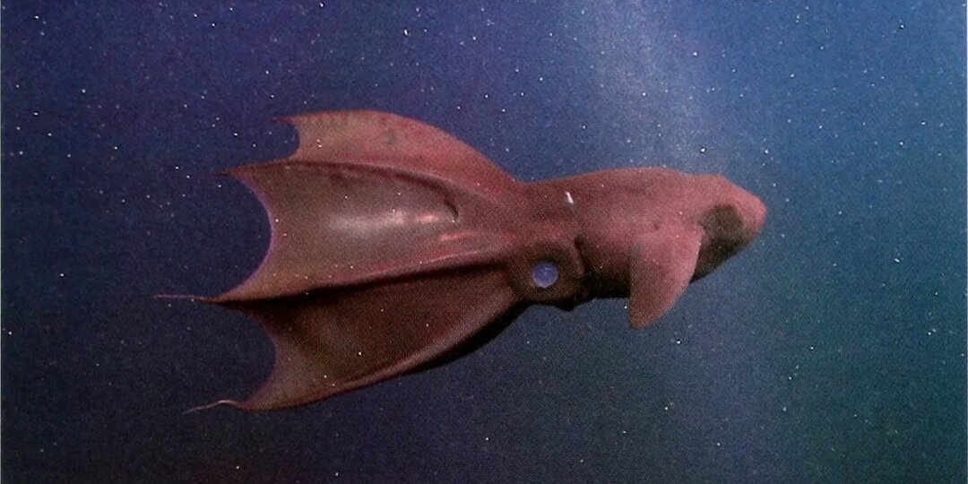 Бездна: Кто живет там, где нет света