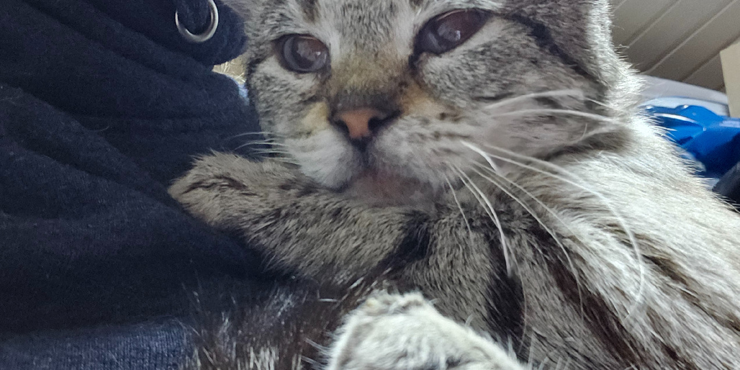 Помогите. Помогите не вернуться на кладбище. Спасти КотЯ.