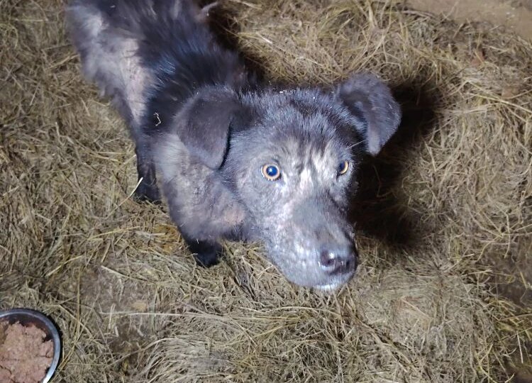 «Он просто лежал на остановке»: история спасения Мартина.