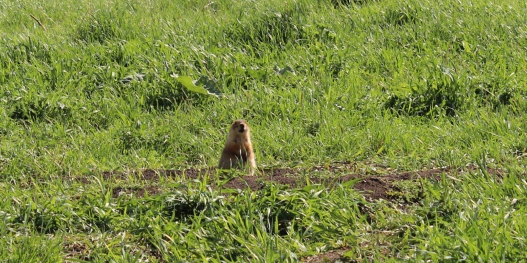 В Башкирии от мышиной лихорадки скончались два человека