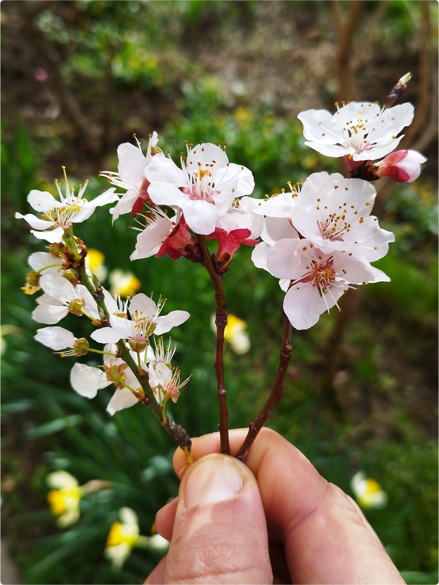 Веточка сливы (слева) и жерделы/ абрикоса (справа)