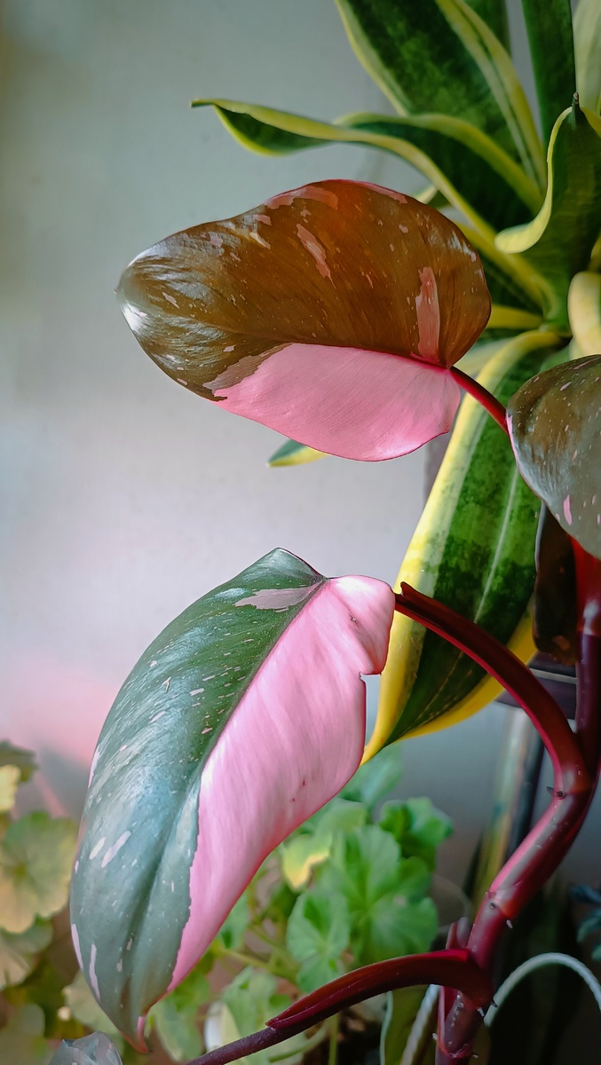 Вот такой филодендрон у меня недавно завелся. «Розовая принцесса».ХорОш!!! 💗