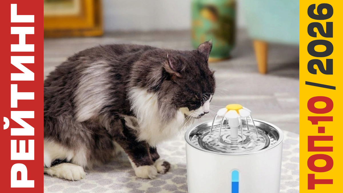 ТОП-10 Поилок для кошек 2026 года: Рейтинг лучших моделей