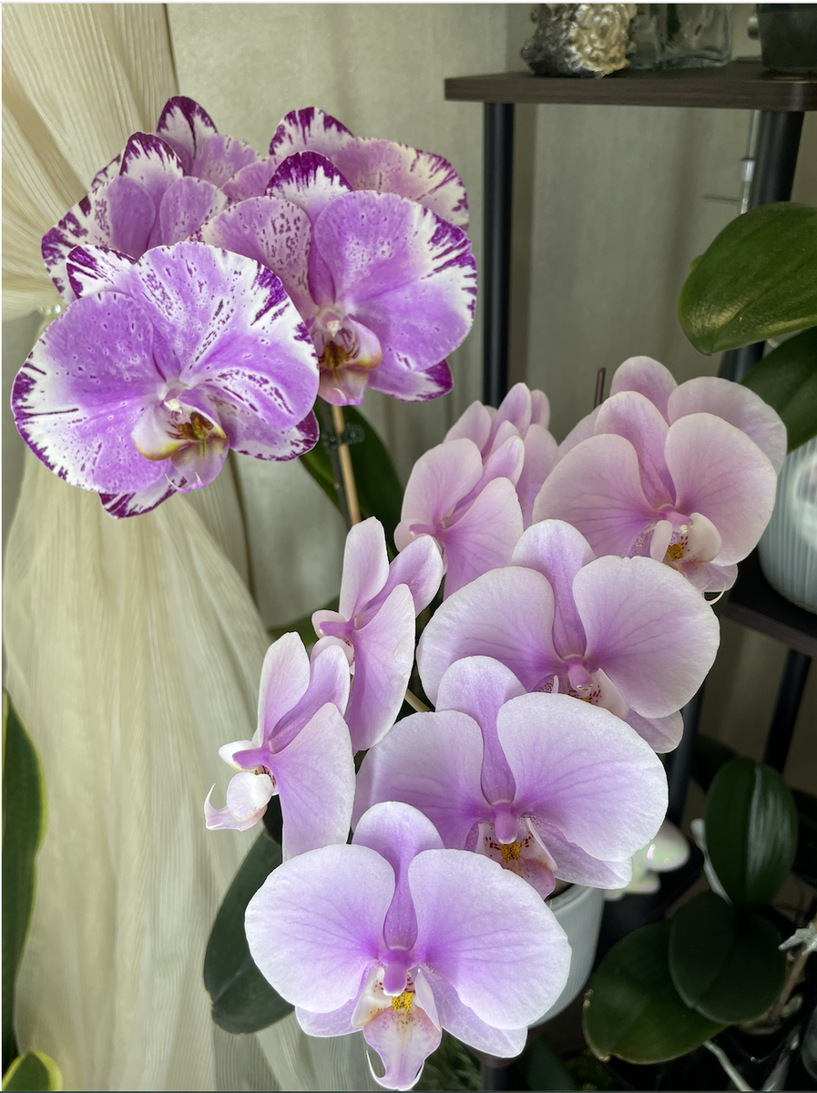 Орхидеи фаленопсис Щоколад (вариация цветения) и Леди Маргарет. Орхидеи С Еленой Кузнецовой