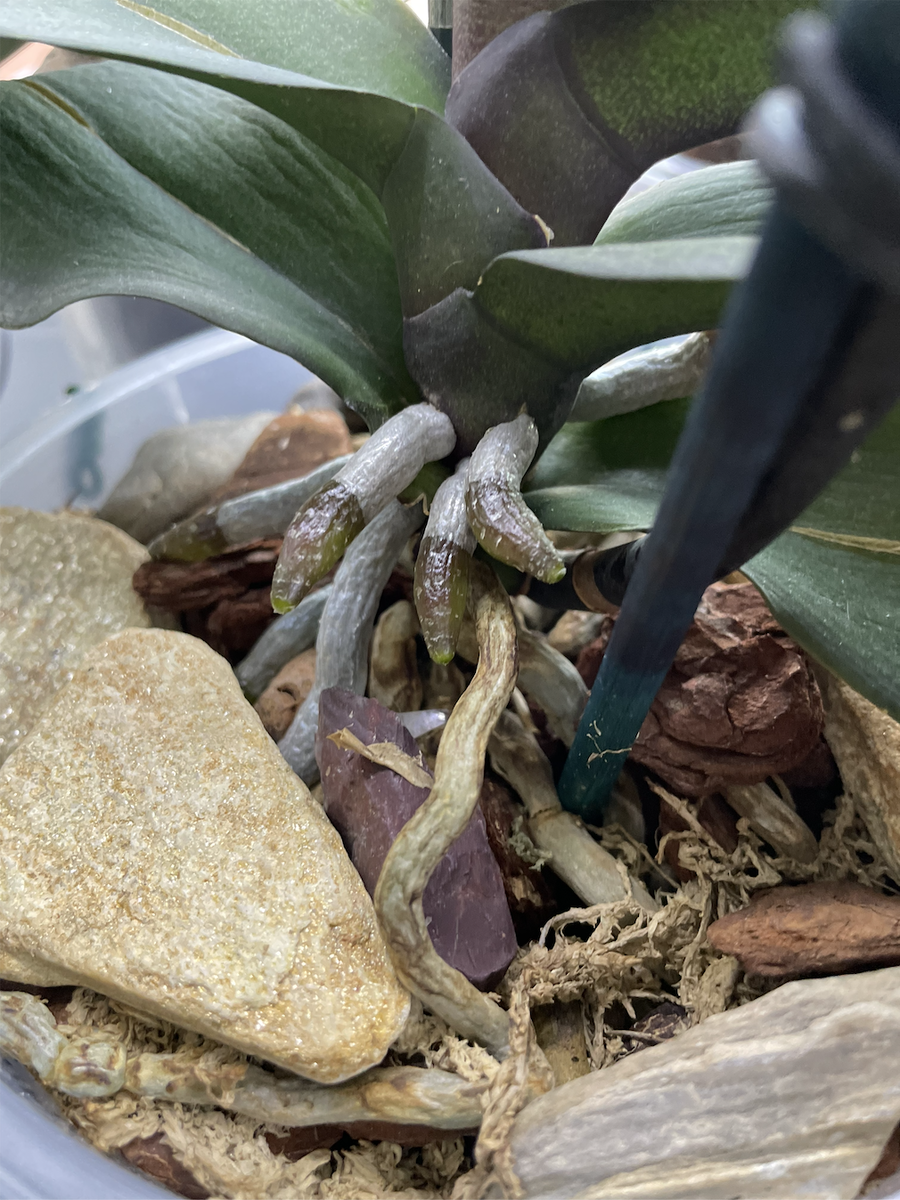 Корни орхидеи фалеопсис имеют необычное строение. Орхидеи С Еленой Кузнецовой