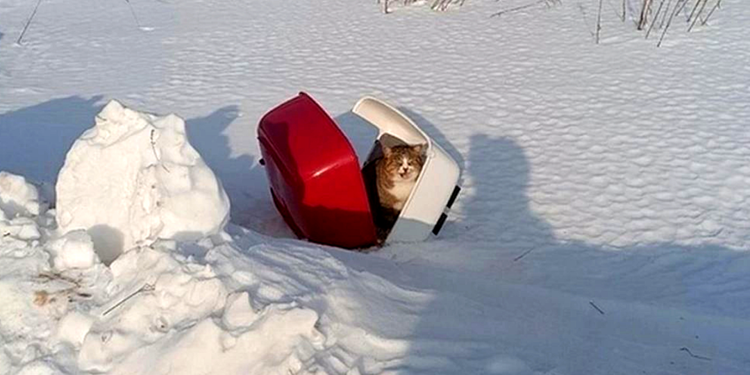 Кошку выкинули в поле зимой вместе с лотком: видимо хозяин не знал, что за животным нужен уход