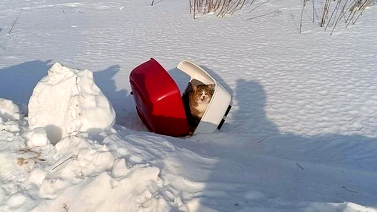 Первые часы кошка сидела, не покидая свой лоток. или то, что от него осталось