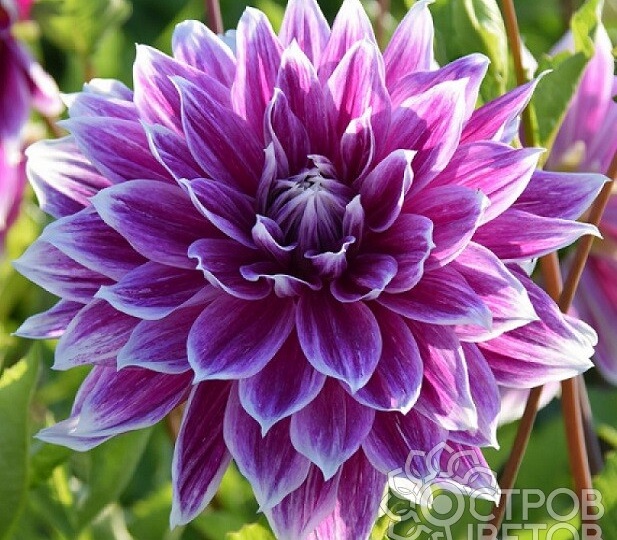 Зрелость чувств