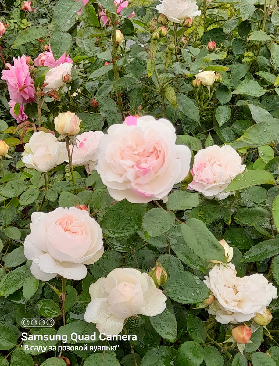 Winchester Cathedral, Austin, 1988, английские розы