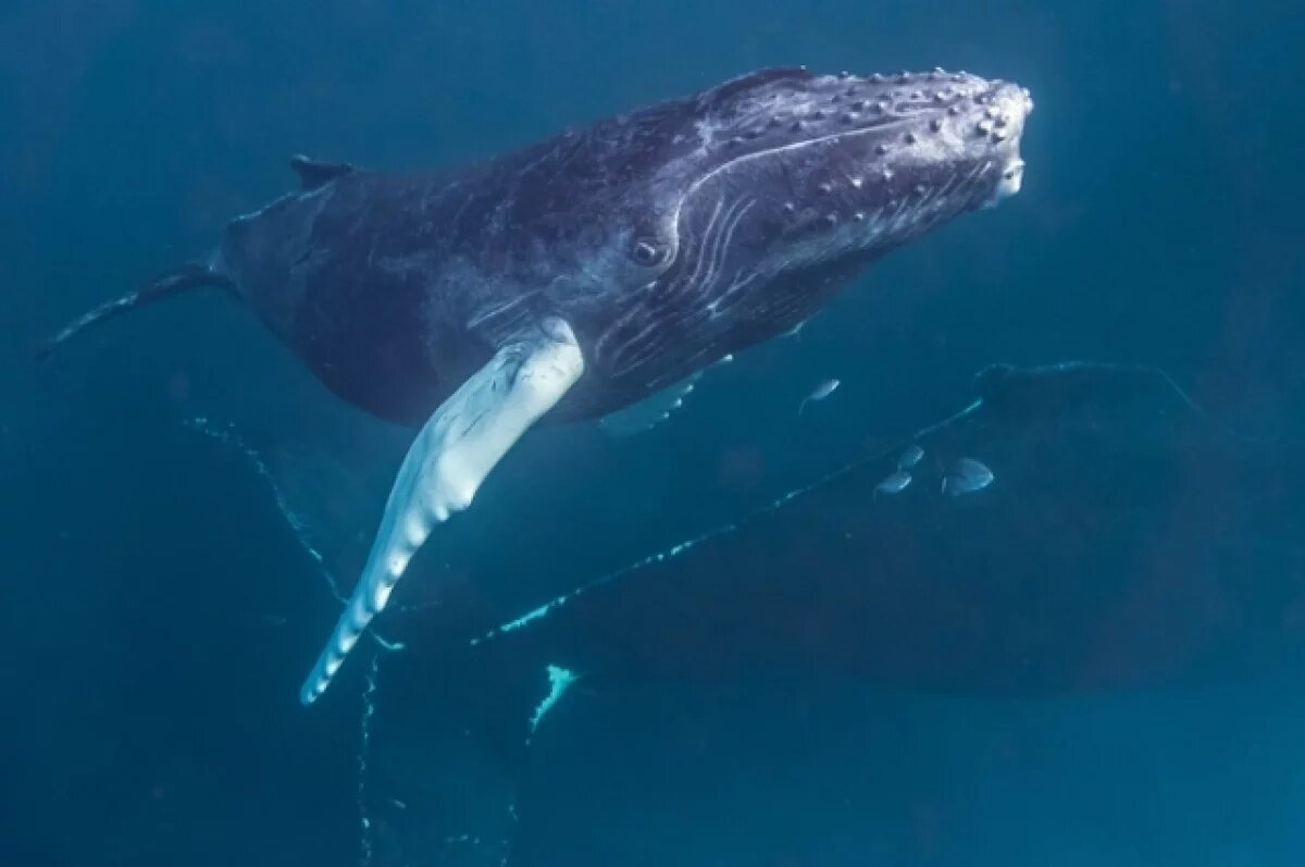    Спасенный в Балтийском море горбатый кит вновь оказался на мели