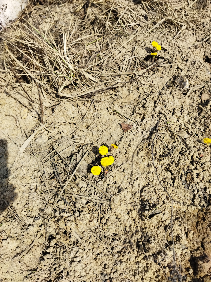 Мать и мачеха