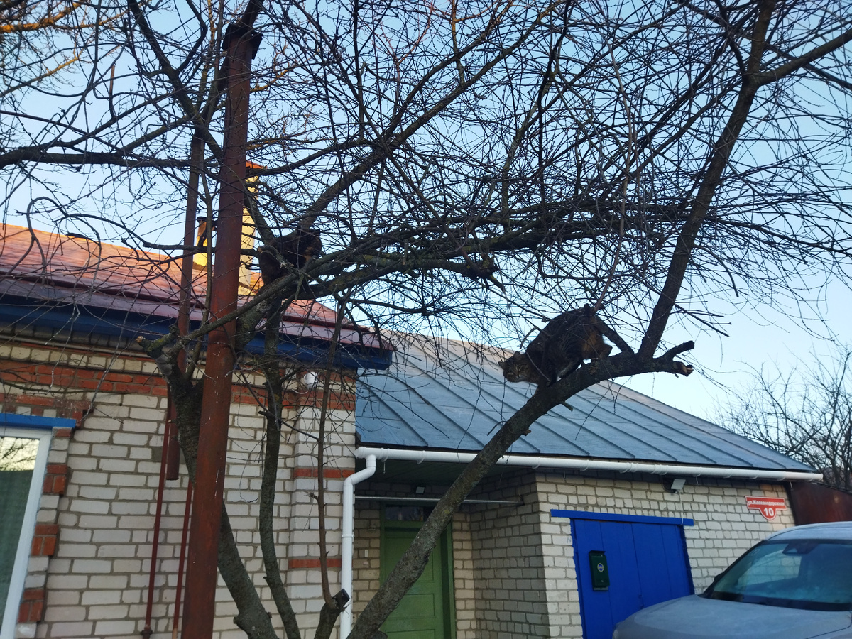 Коты прилетели