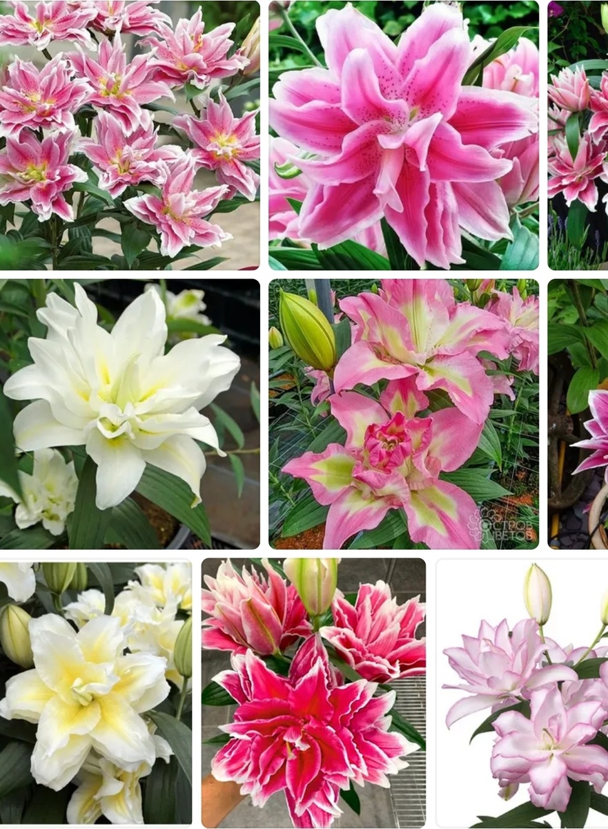 Мечта) и ещё жёлтый пион 😍 