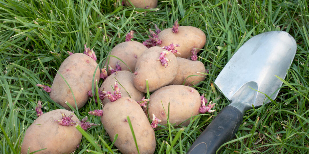 Когда правильно доставать картофель из погреба и зачем его проращивать перед посадкой
