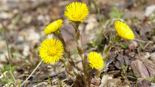 Фото: https://park-yauza.info/priroda/rasteniya/mat-i-machekha-obyknovennaya/