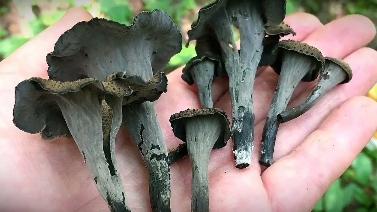 Фотография из интернета