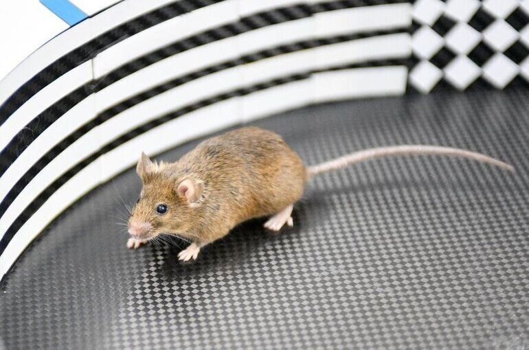   Игорь Иванко/Агентство «Москва»