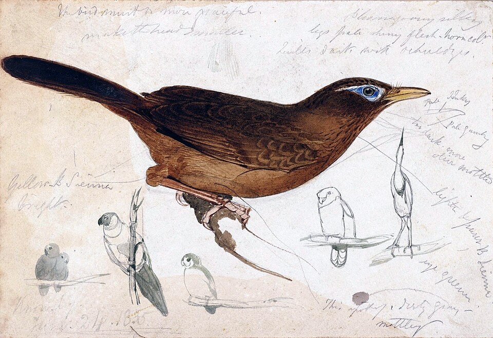 Видимо, очковая кустарница