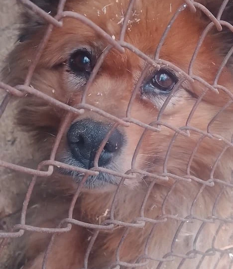 Без дров хвостики завтра останутся голодными🆘🆘SOS!!!🆘🆘SOS!!!🆘 Сегодня у нас ноль на счетах, а на кону жизнь и здоровье наших хвостиков!