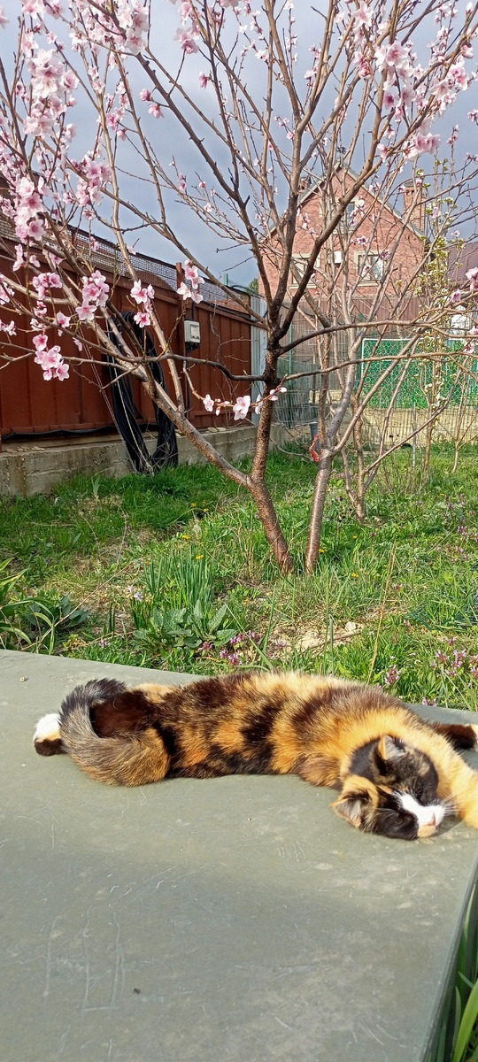 Мыня, персик, пасмурно