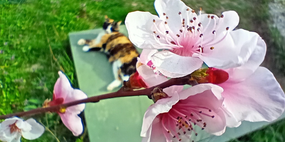 Минутка любования сакурой