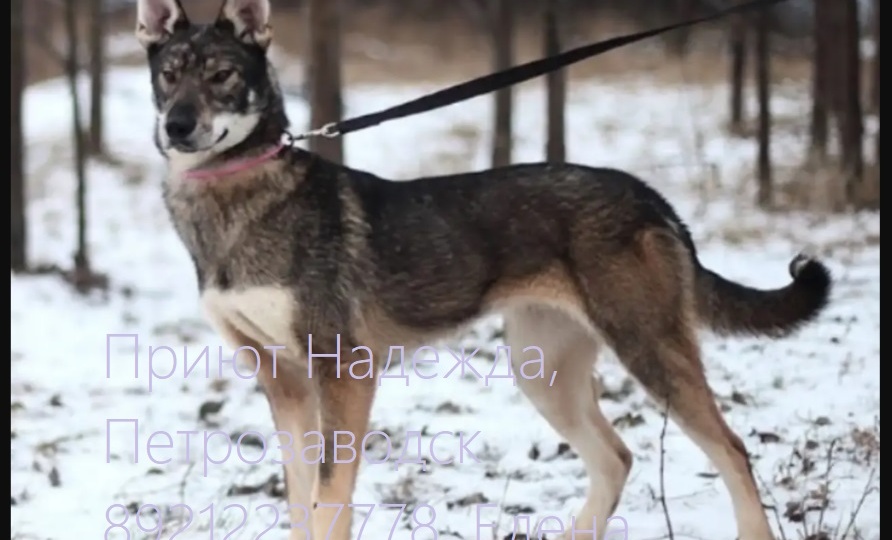 Тофа с Компотом хотят быть любимчиками