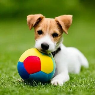 Щенки полны энергии, но им нужны короткие, но частые прогулки — 5–6 раз в день по 15–20 минут. Так они развиваются без лишней нагрузки на растущие косточки!