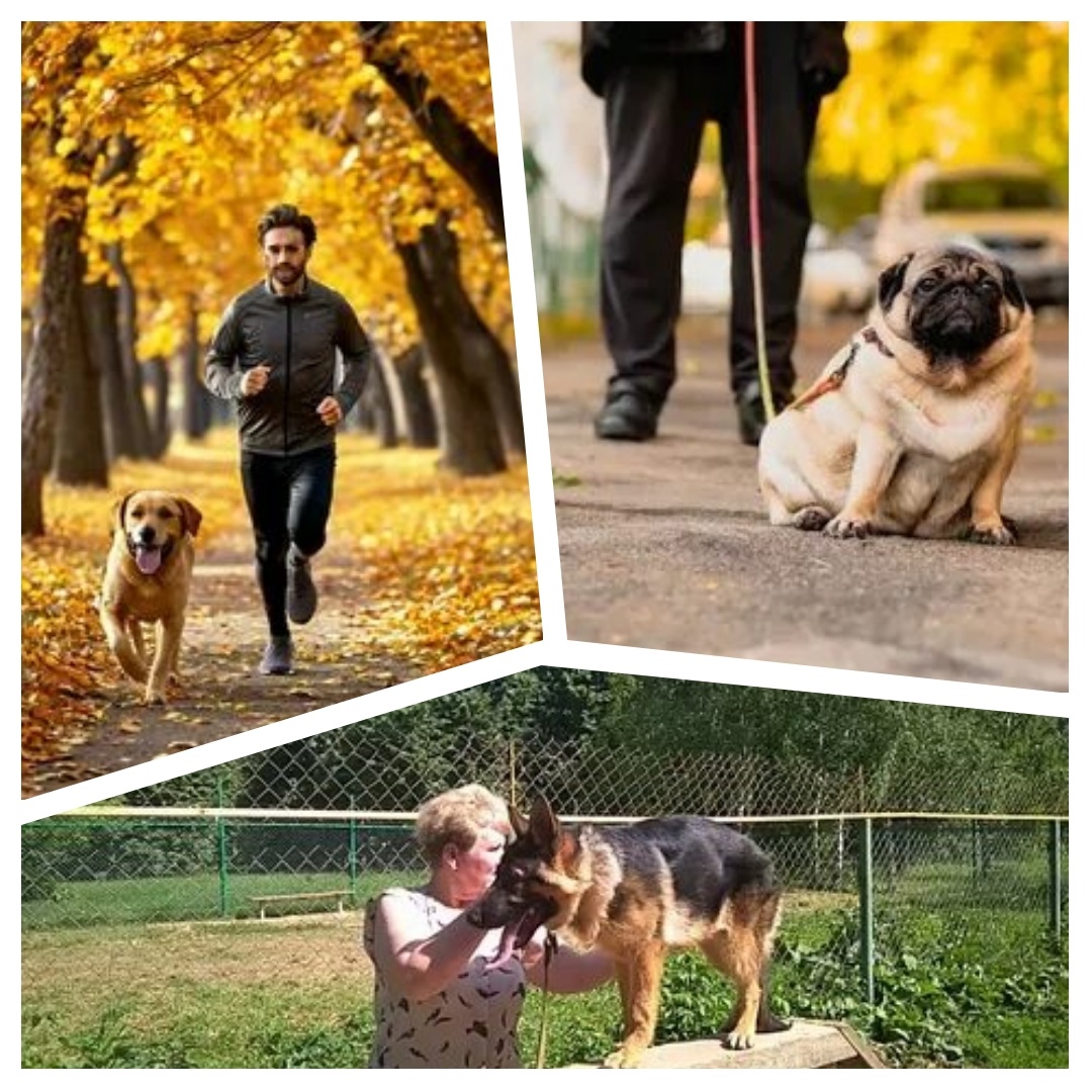 Возраст диктует ритм: щенкам — короткие игры, взрослым — долгие пробежки, пожилым — спокойные маршруты. Прислушивайтесь к потребностям своего друга!