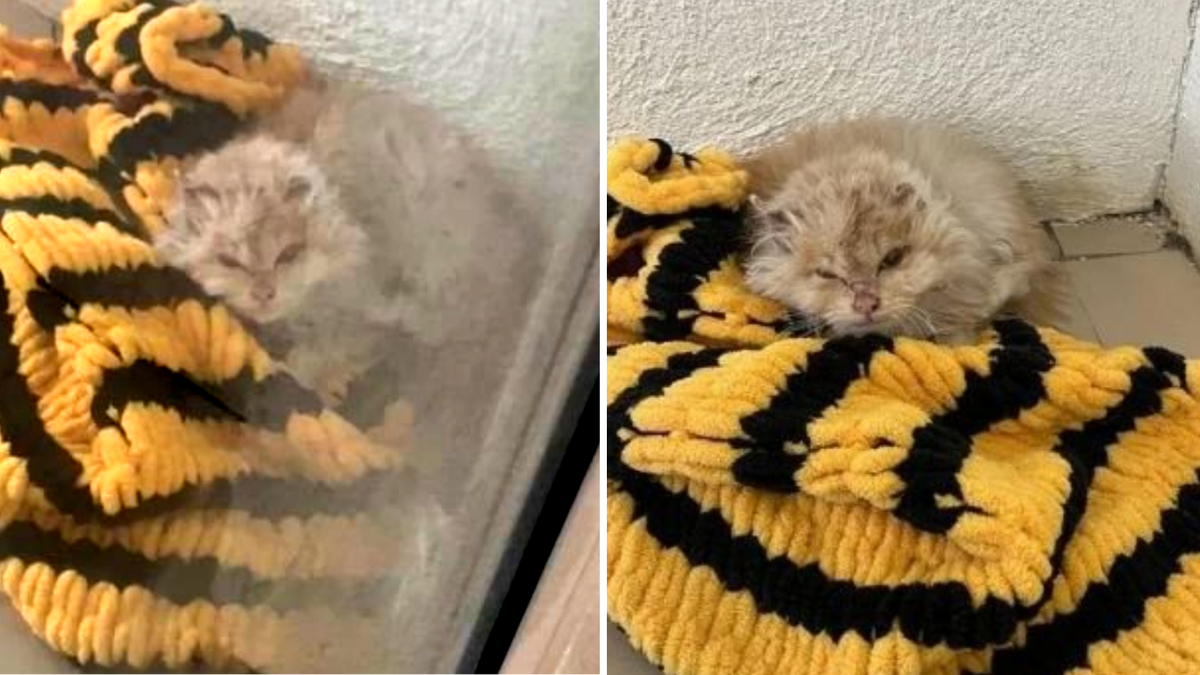 В углу балкона можно было с трудом разглядеть скорчившуюся фигурку. Лапки котёнка видимо утеряли чувствительность, он даже не в состоянии был заползти и устроиться на пледе 