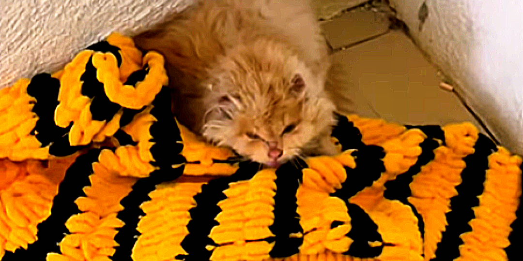 Три недели на ледяном балконе: кто выбросил котёнка на -40°, и как кот, бывший изгоем, обрел семью