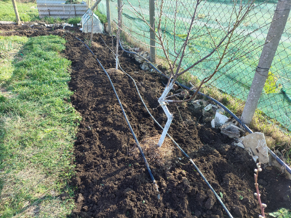 Уже три деревца прошла, даже с половинкой