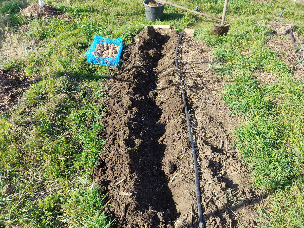 Начало. Решила в борозды попробовать. Обычно поштучно закапывала