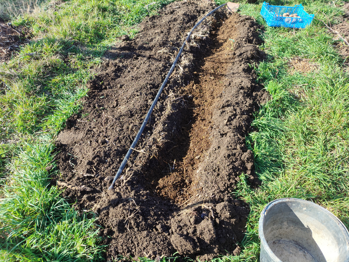 Сверху присыпаю перегноем, потом закапываю