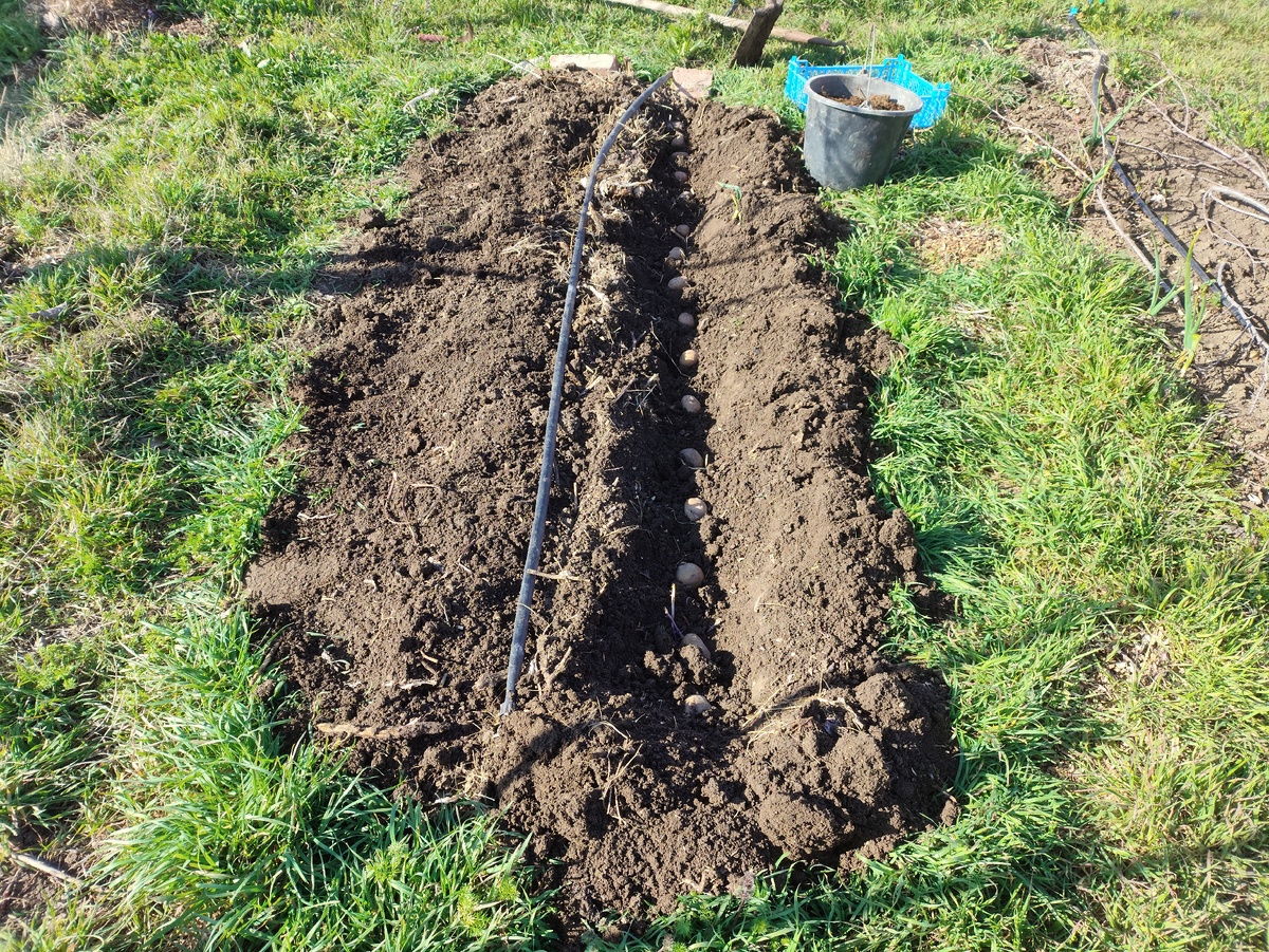 Сначала раскладываю картошку. Земля, кстати, очень мокрая внизу.