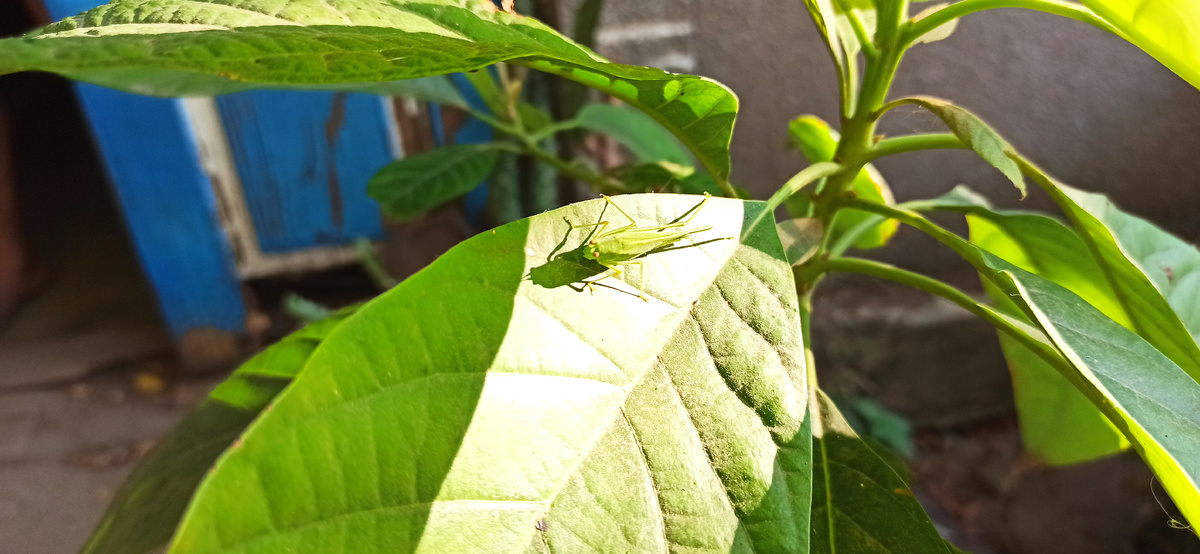 Вот такие жители каждый год живут на моем авокадо