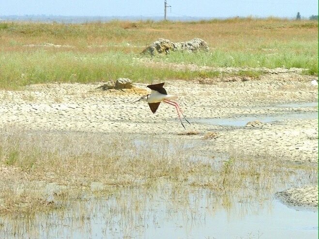    Ходулочник обитает на территории вулкана Гефест в Темрюке. Фото: Мария Вяльшина, «ТАМАНЬ».
