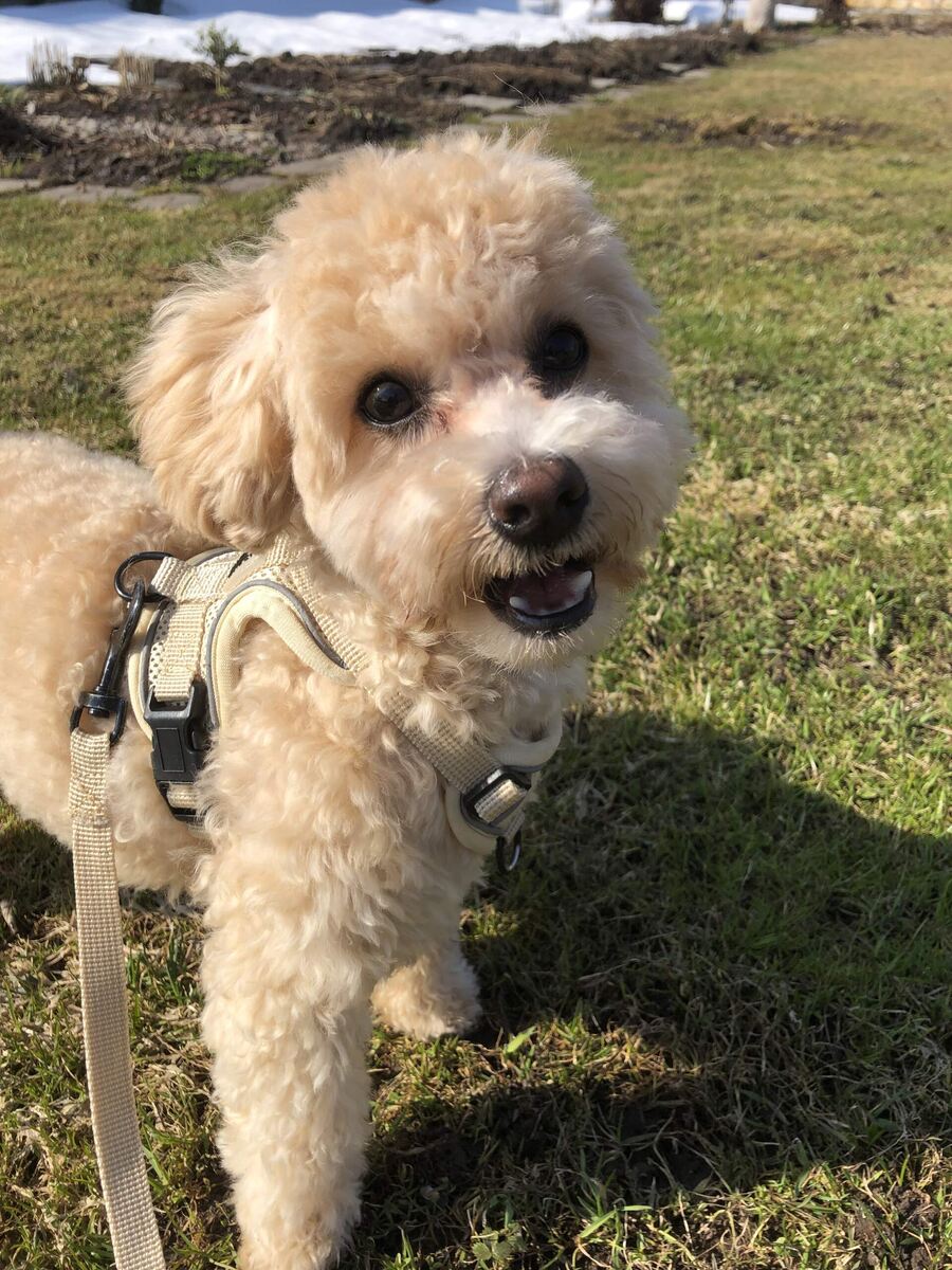 Наш Даня на прогулке радостно-обрадованный, осваивает газон.