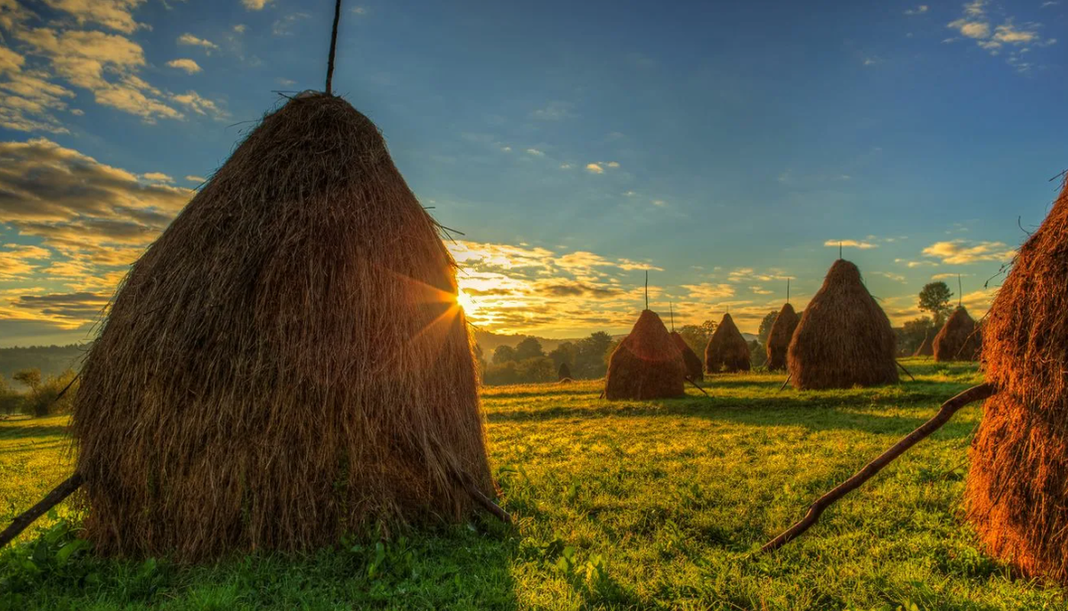 Яндекс картинки