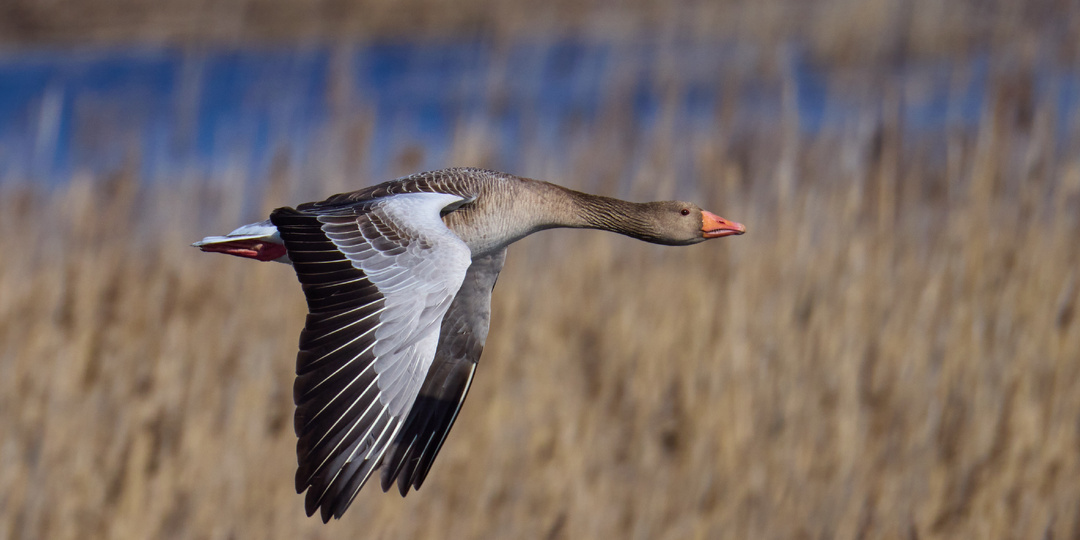 Наблюдаем за птицами на Раковых озёрах (ООПТ)