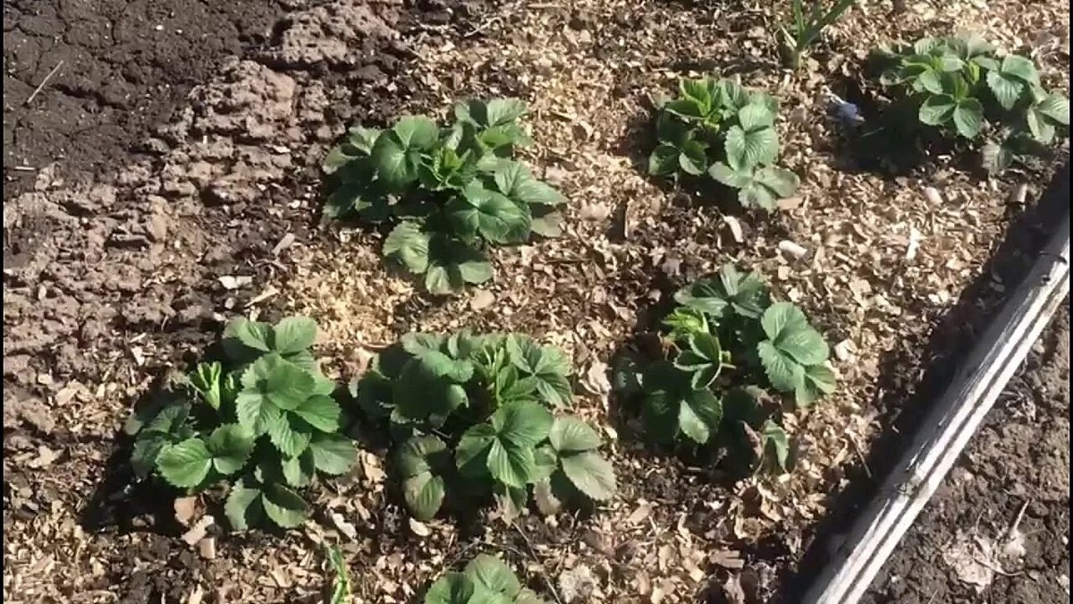 Клубника - культура, которую весной не отложишь на "потом", барышня эта довольно капризная. 