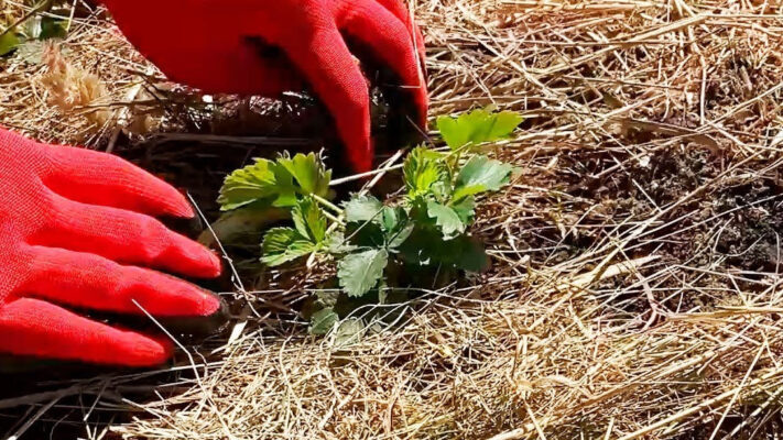 Клубника после зимы: что обязательно сделать сразу, как растаял снег?