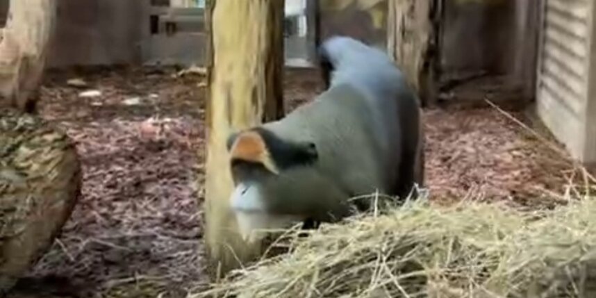 В Ленинградском зоопарке показали пару мартышек с интересной историей