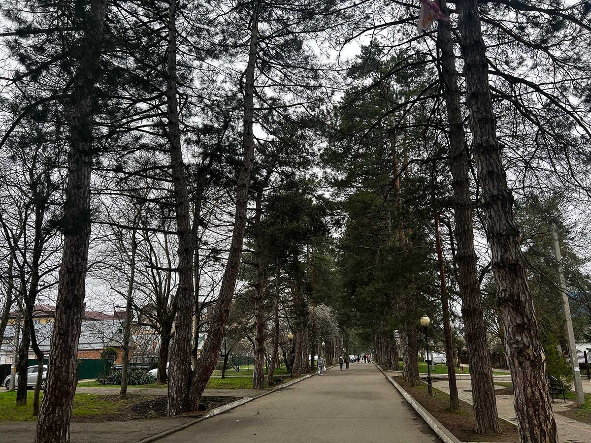 Аллея тысячи сосен