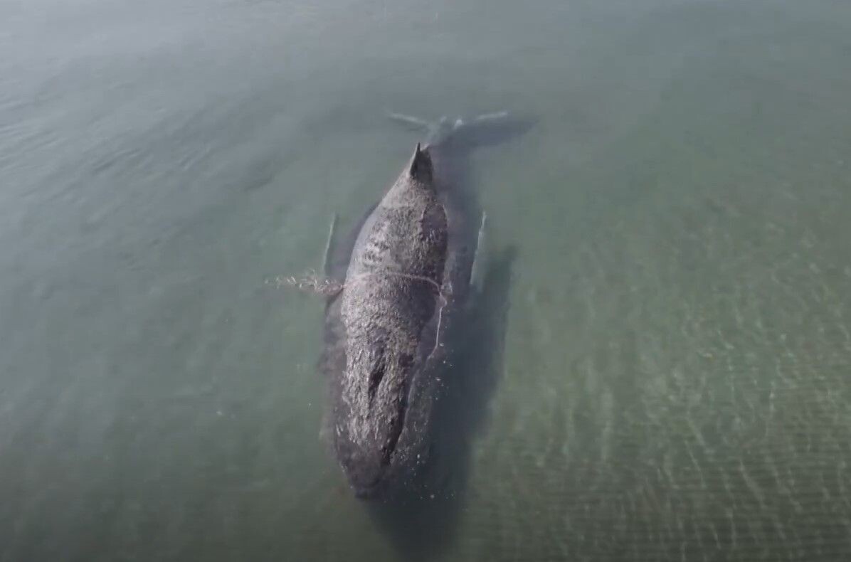     / Источник: кадр из видео