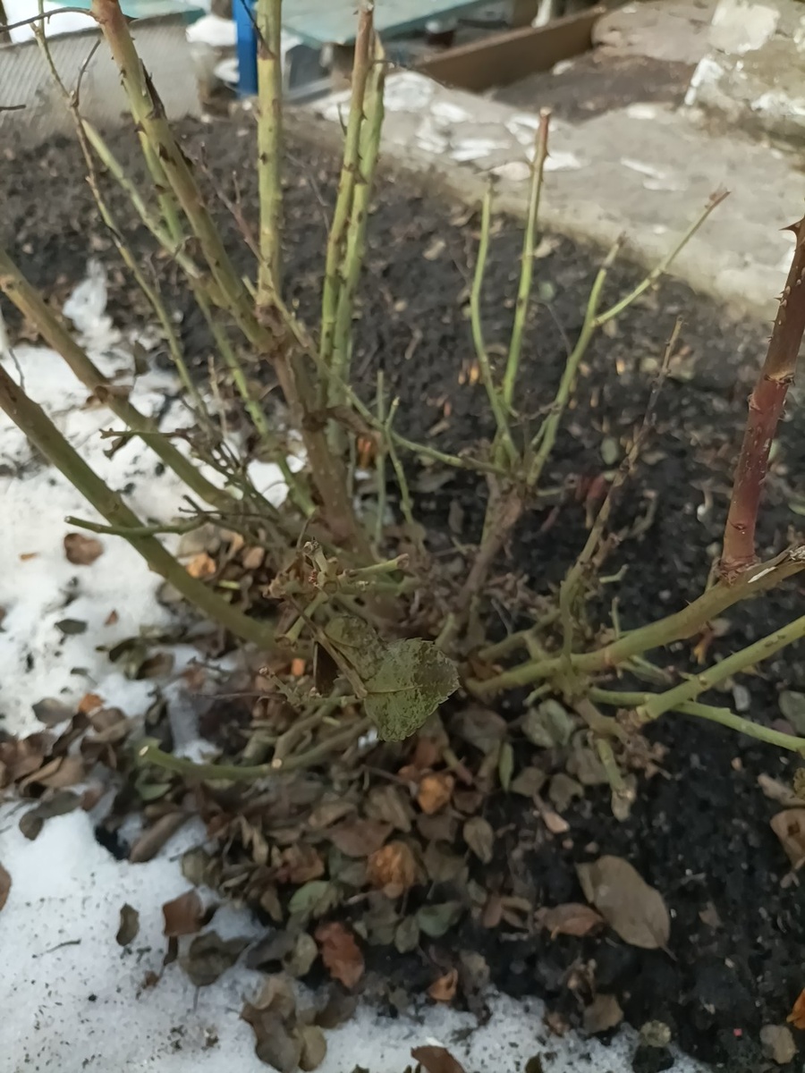 Убираем укрытие с роз