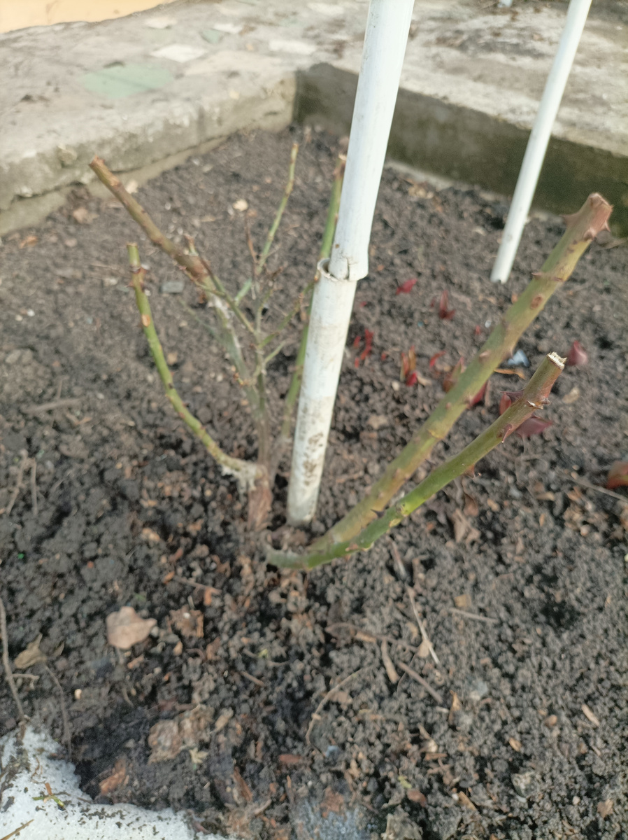 Полное снятие укрытия с роз